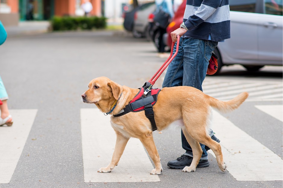how to choose between guide dogs and visual aids