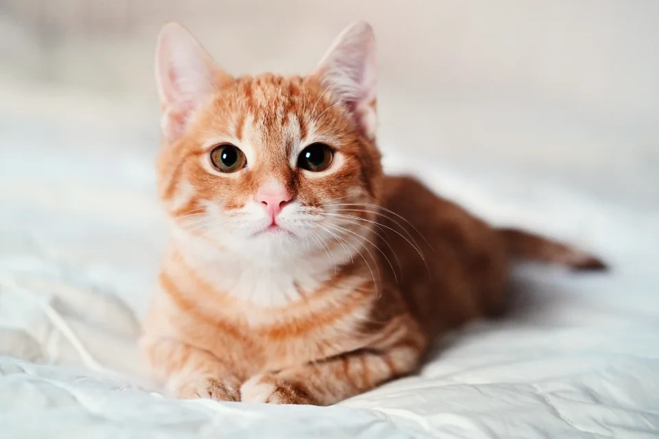 cover cat