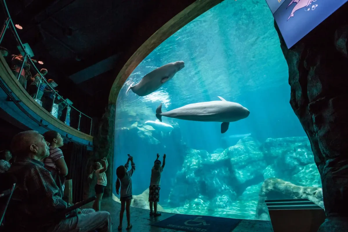 ocean of inclusion exploring accessibility at georgia aquarium scaled 3.2